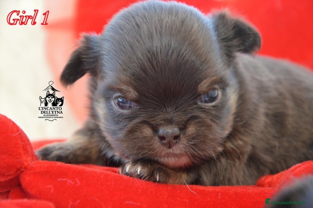 Chihuahua cani in vendita: Chihuahua linea russa pedigree Enci  - Annuncio 3