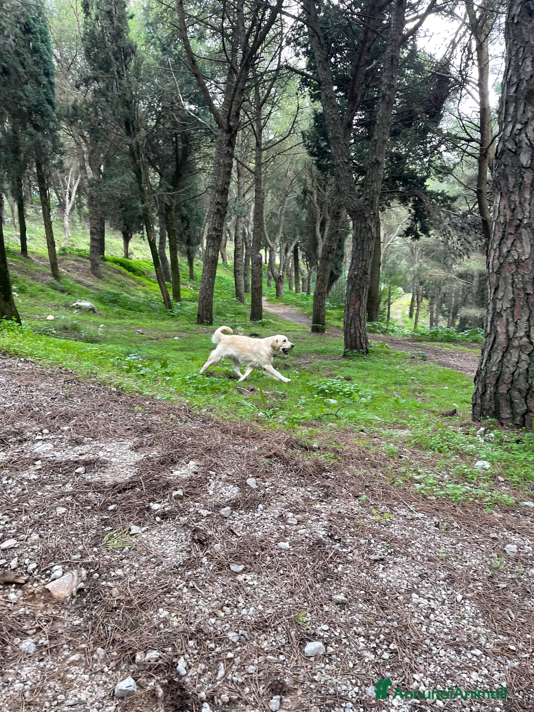 Immagine della galleria {{count}}