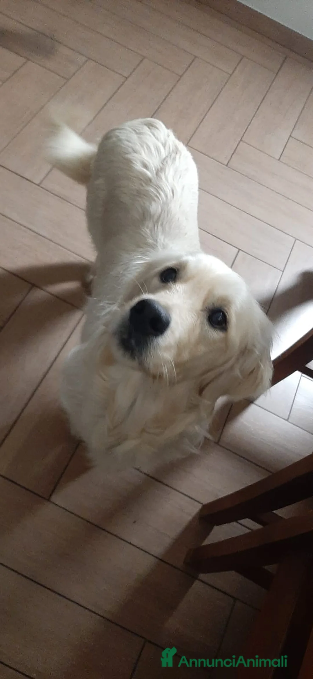 Golden Retriever cani in vendita:  Ultimi due cuccioli di Golden Retriever a Città metropolitana di Milano - Annuncio 6