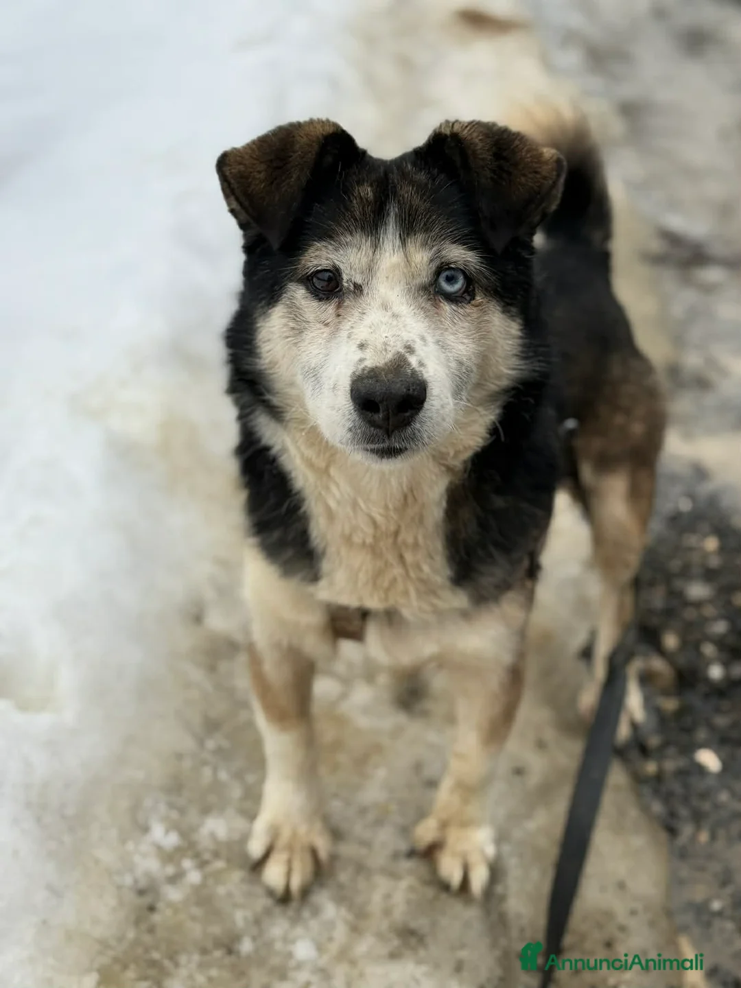 Meticcio cani in regalo: ODINO, taglia piccola SUPER COCCOLONE! - Annuncio 7