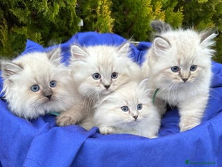 Siberiano gatti Siberiani Neva Masquerade - Annuncio 9