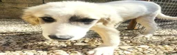 Meticcio cani in regalo: 10cuccioli 2mesi e 1/2 mollati,CATANIA SOS CASA - Annuncio 2