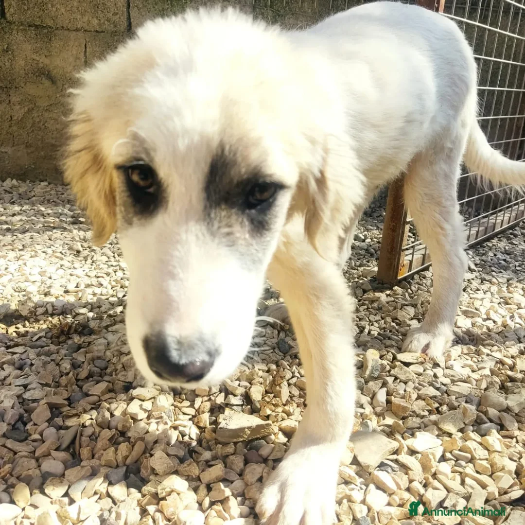 Meticcio cani in regalo: 10cuccioli 2mesi e 1/2 mollati,CATANIA SOS CASA - Annuncio 2