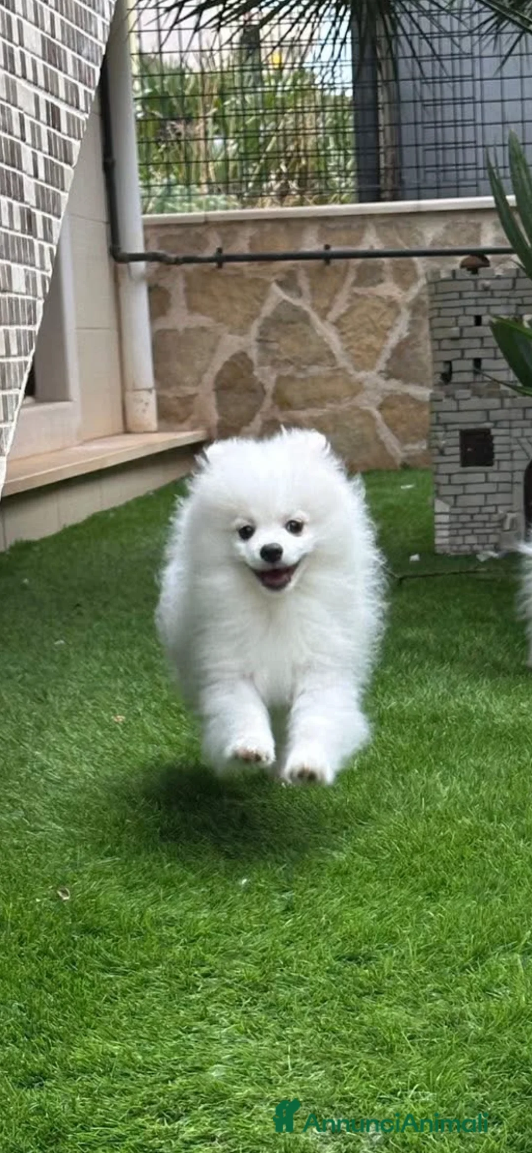 Spitz cani in vendita: Cucciolo di spitz - Annuncio 3