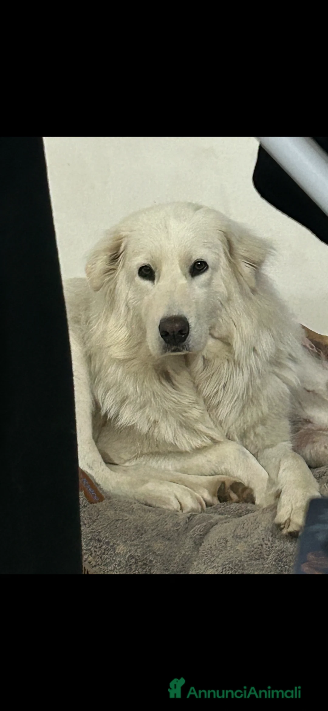 Pastore Maremmano cani in vendita: Vendita cuccioli pastore maremmano a Città Metropolitana di Torino - Annuncio 7