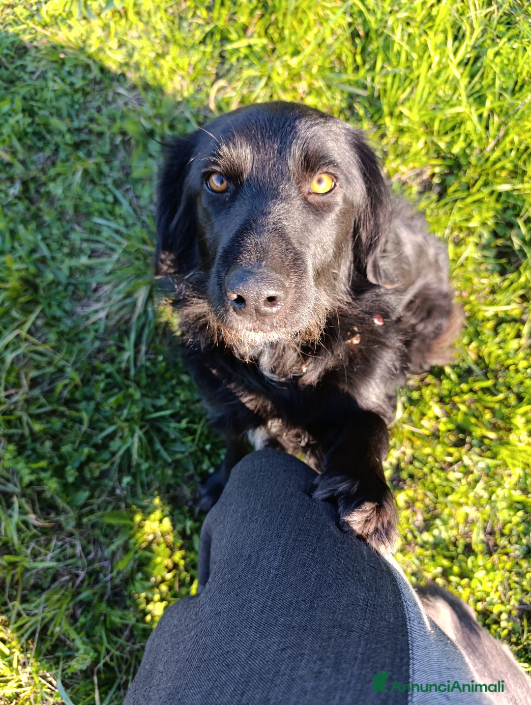 Border Collie cani in regalo: nuova casa felice per Alundra - Annuncio 1