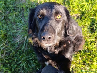 Border Collie cani nuova casa felice per Alundra - Annuncio 1