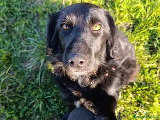 Border Collie cani nuova casa felice per Alundra - Annuncio 4