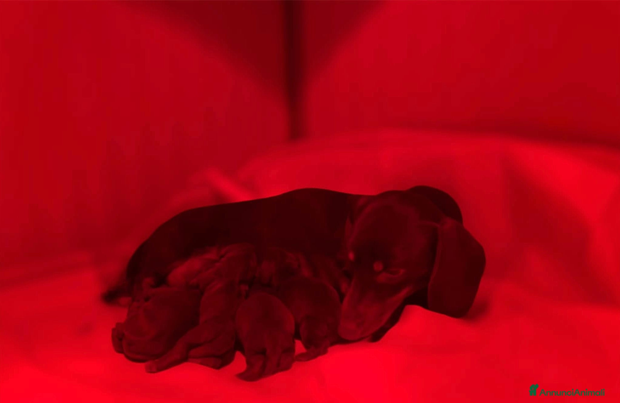 Bassotto cani Open day - Cuccioli bassotto tedesco - Annuncio 1