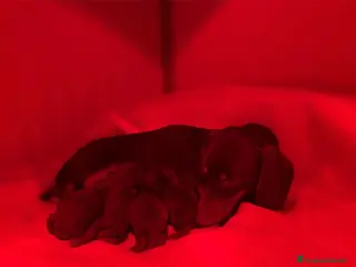 Bassotto cani Open day - Cuccioli bassotto tedesco - Annuncio 2