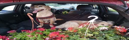 Meticcio cani per accoppiamento: Rusty al galoppo! a Città metropolitana di Reggio Calabria - Annuncio 7