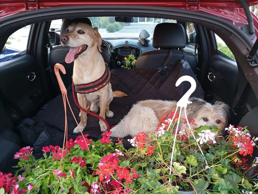 Meticcio cani per accoppiamento: Rusty al galoppo! a Città metropolitana di Reggio Calabria - Annuncio 7