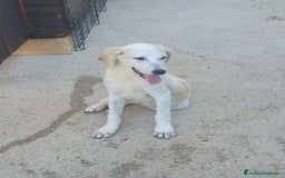 Meticcio cani in regalo:  AKI  - Immagine 15