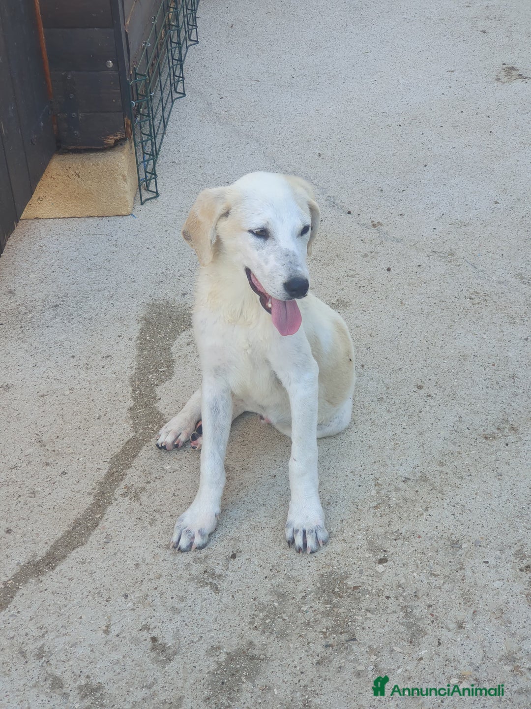 Meticcio cani in regalo:  AKI  - Annuncio 15