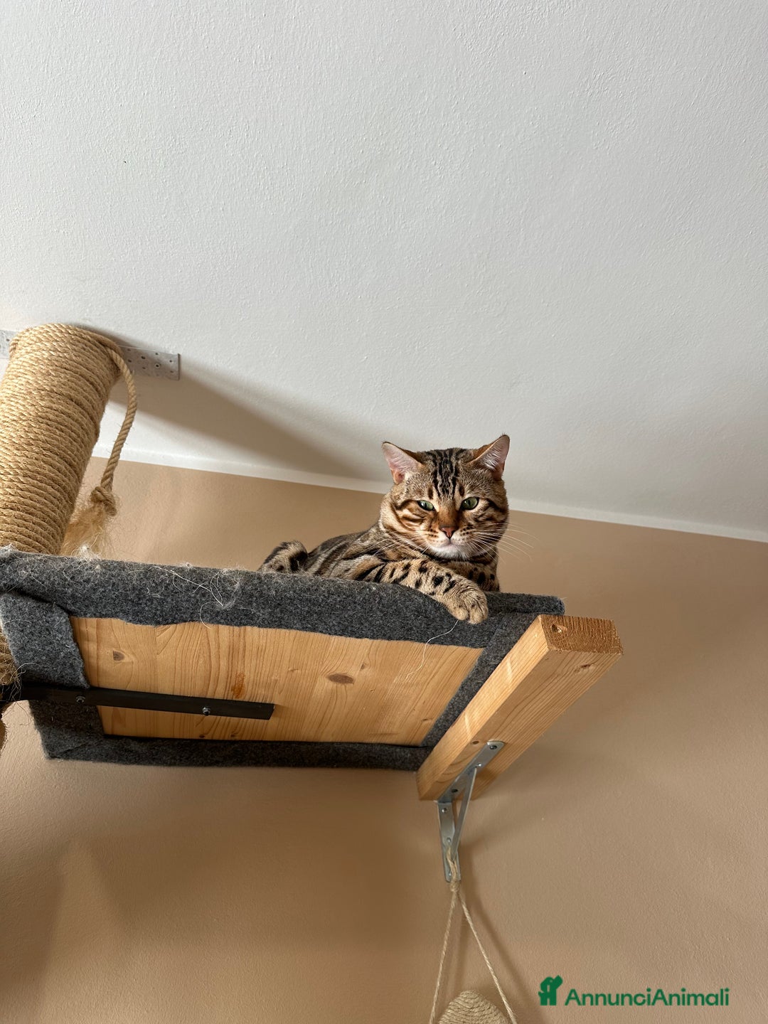 Bengala gatti per accoppiamento: Bengala maschio cerca fidanzata - Annuncio 1