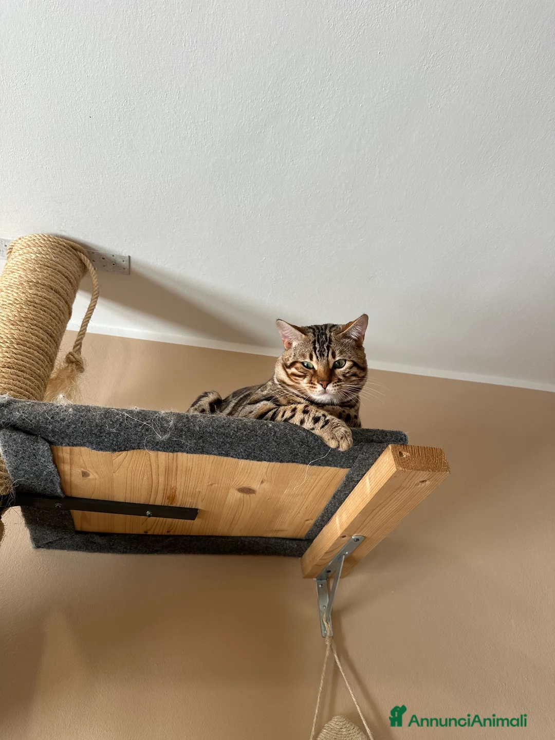 Bengala gatti per accoppiamento: Bengala maschio cerca fidanzata - Annuncio 2