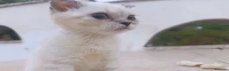 Scottish gatti in vendita: Splendori gattini schottisch Fold è brithish - Annuncio 16