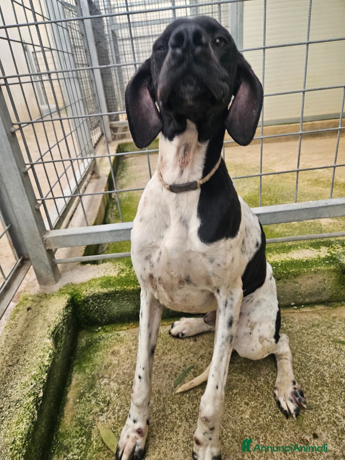 Pointer cani Valentino: pointerino dolcissimo con tutti  - Annuncio 2