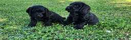 Cocker cani in vendita: Cuccioli di Cocker - Annuncio 8