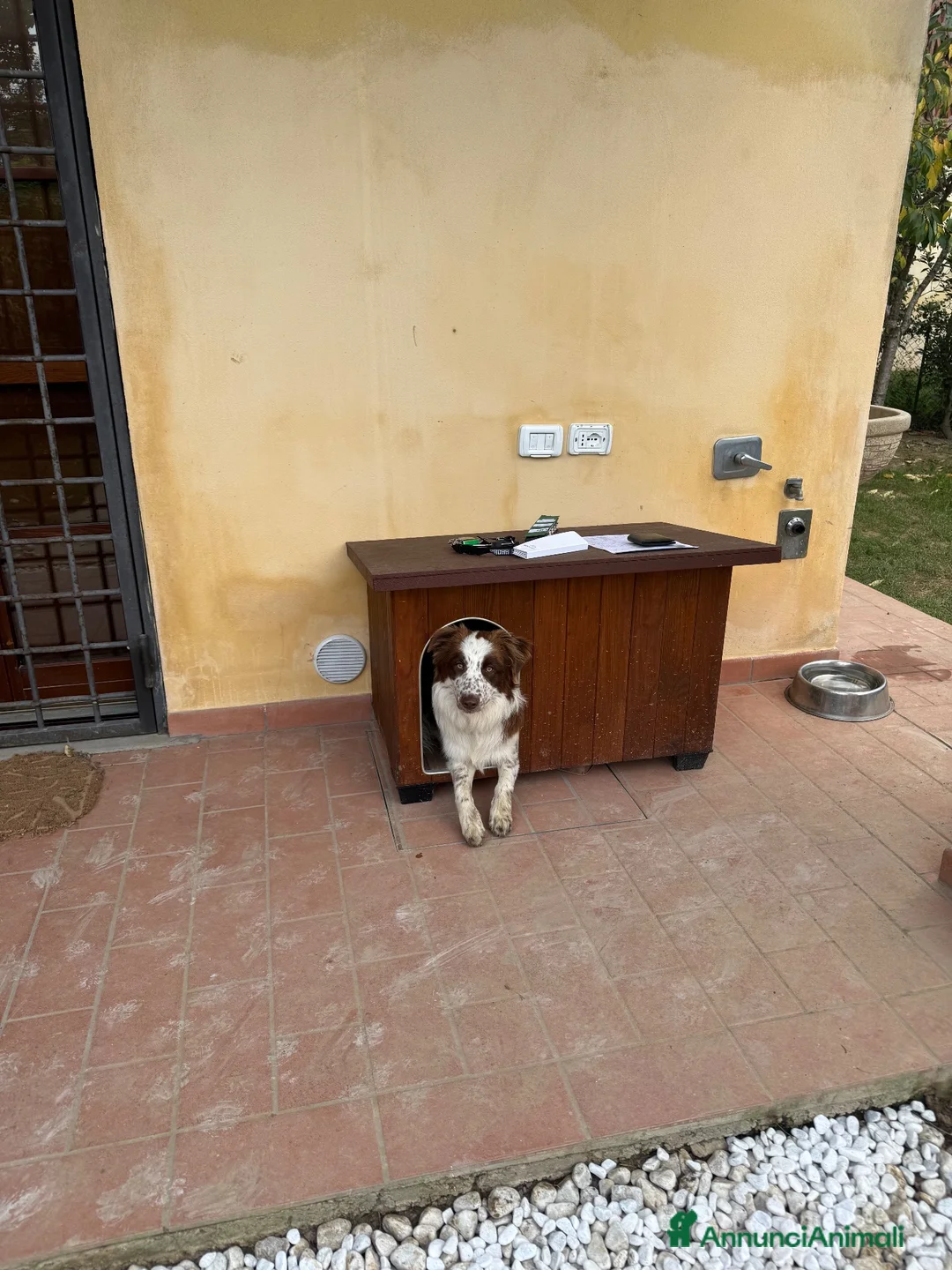Bearded Collie cani in regalo: Cucciolo Border Collie a Provincia di Prato - Annuncio 1