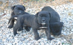 Cane Corso cani in vendita: spettacolari cuccioli di cane corso a Provincia di Cuneo - Immagine 7