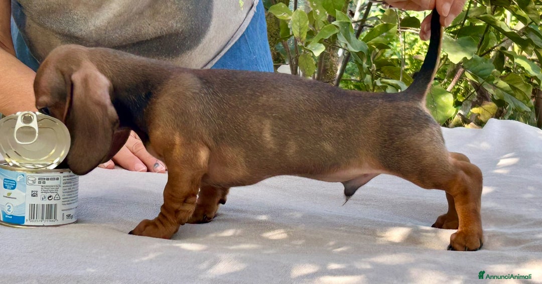 Bassotto cani in vendita: Cuccioli bassotto con pedigree  - Annuncio 9