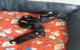 Yorkshire cani in vendita: cucciolo yourkshire terrier  a Città Metropolitana di Bologna - Immagine 2