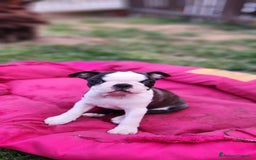 Boston Terrier cani in vendita: Cuccioli Boston Terrier a Città Metropolitana di Torino - Immagine 6