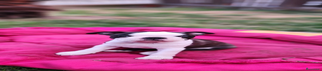 Boston Terrier Cucciolo 4