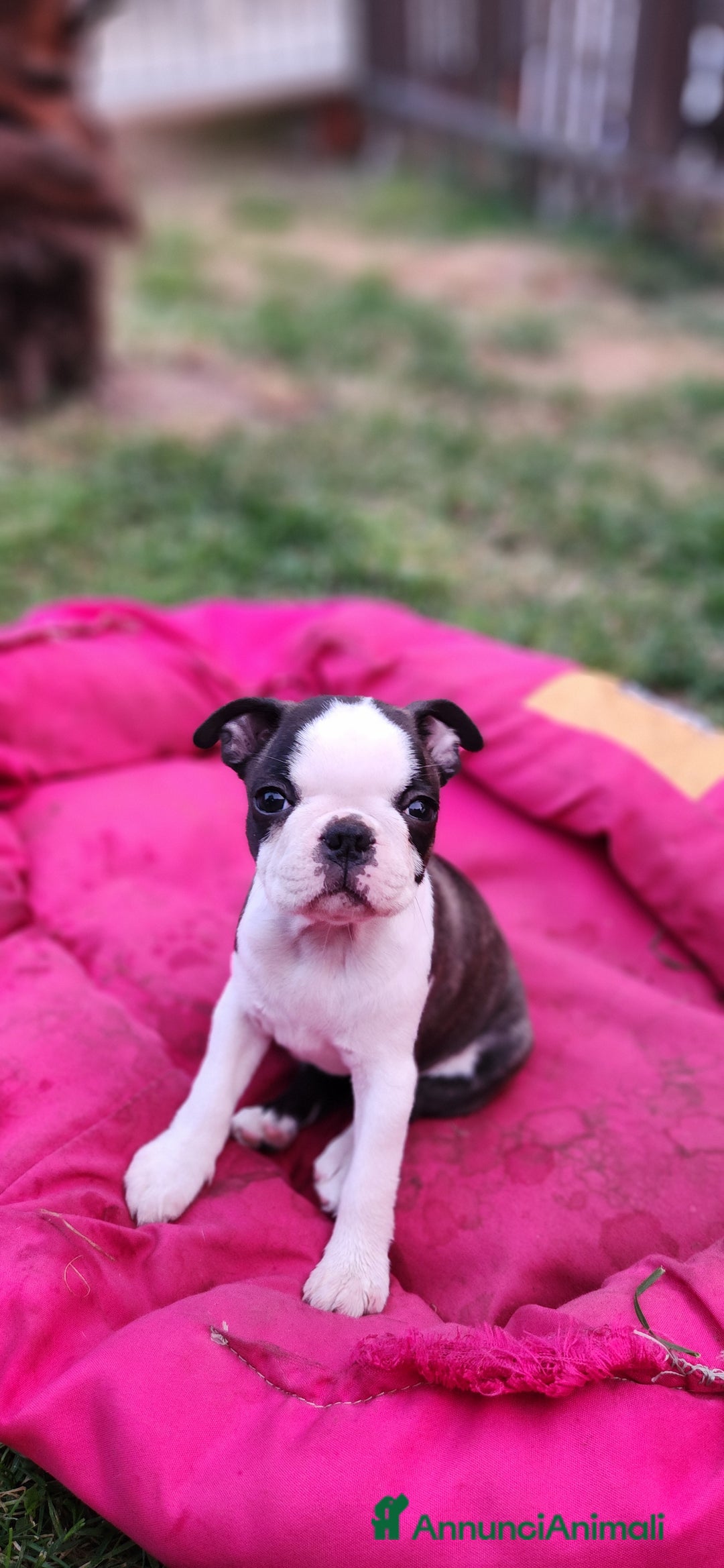 Boston Terrier cani in vendita: Cuccioli Boston Terrier a Città Metropolitana di Torino - Immagine 6