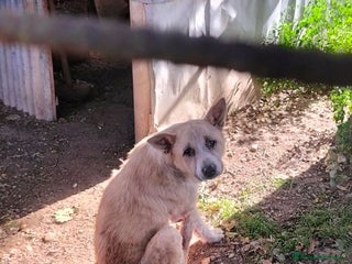 Meticcio cani MASCHERINA merita un po' di fortuna! - Annuncio 3