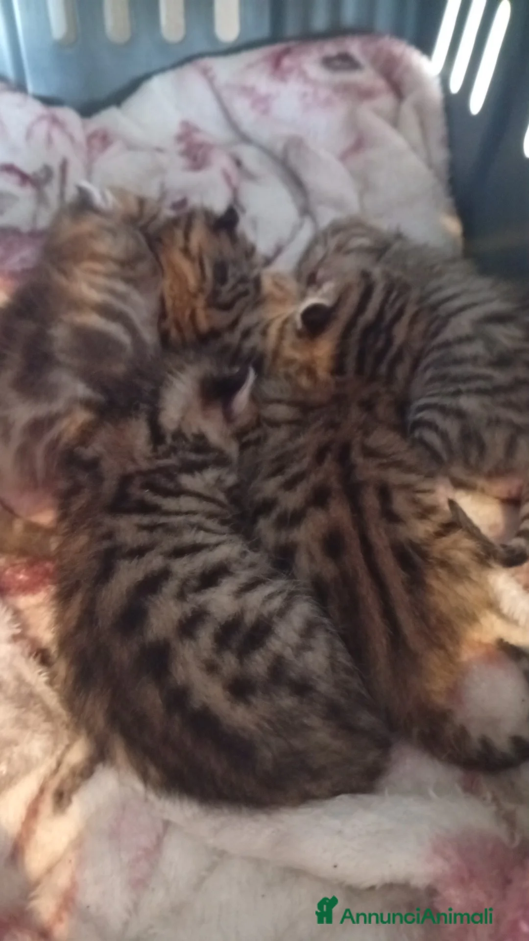 Bengala gatti in vendita: Bengalesi abissini - Annuncio 2