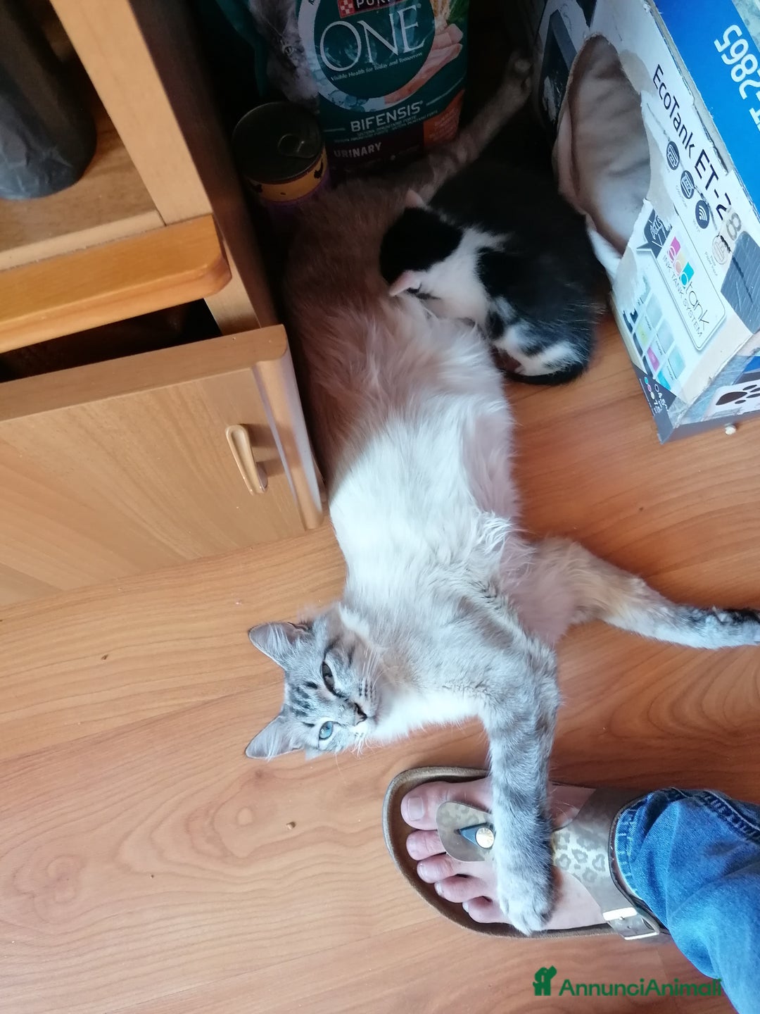 Ragdoll gatti in regalo: Micci dolcissimi - Annuncio 3