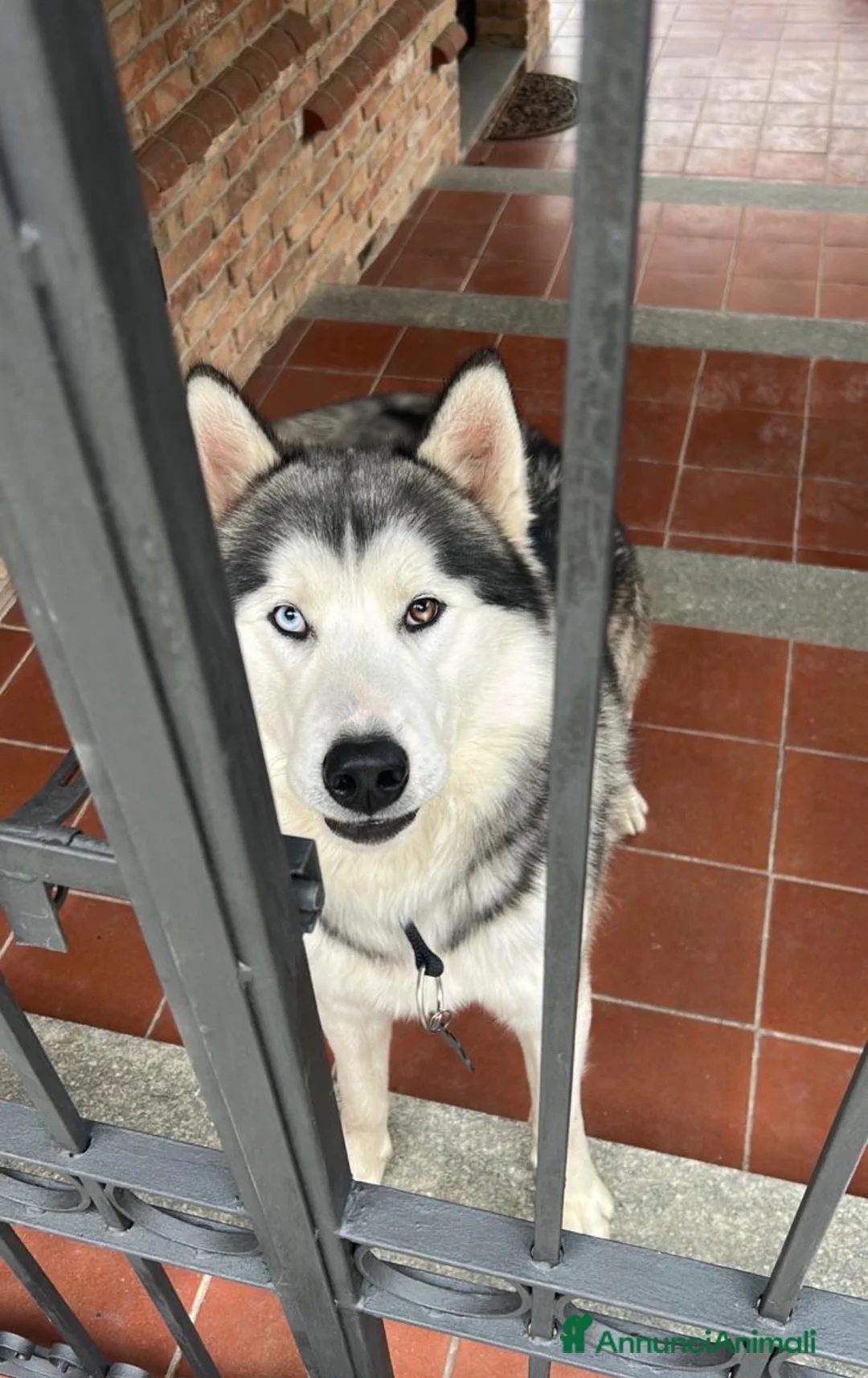 Husky cani in regalo: Husky maschio  a Provincia di Asti - Annuncio 2