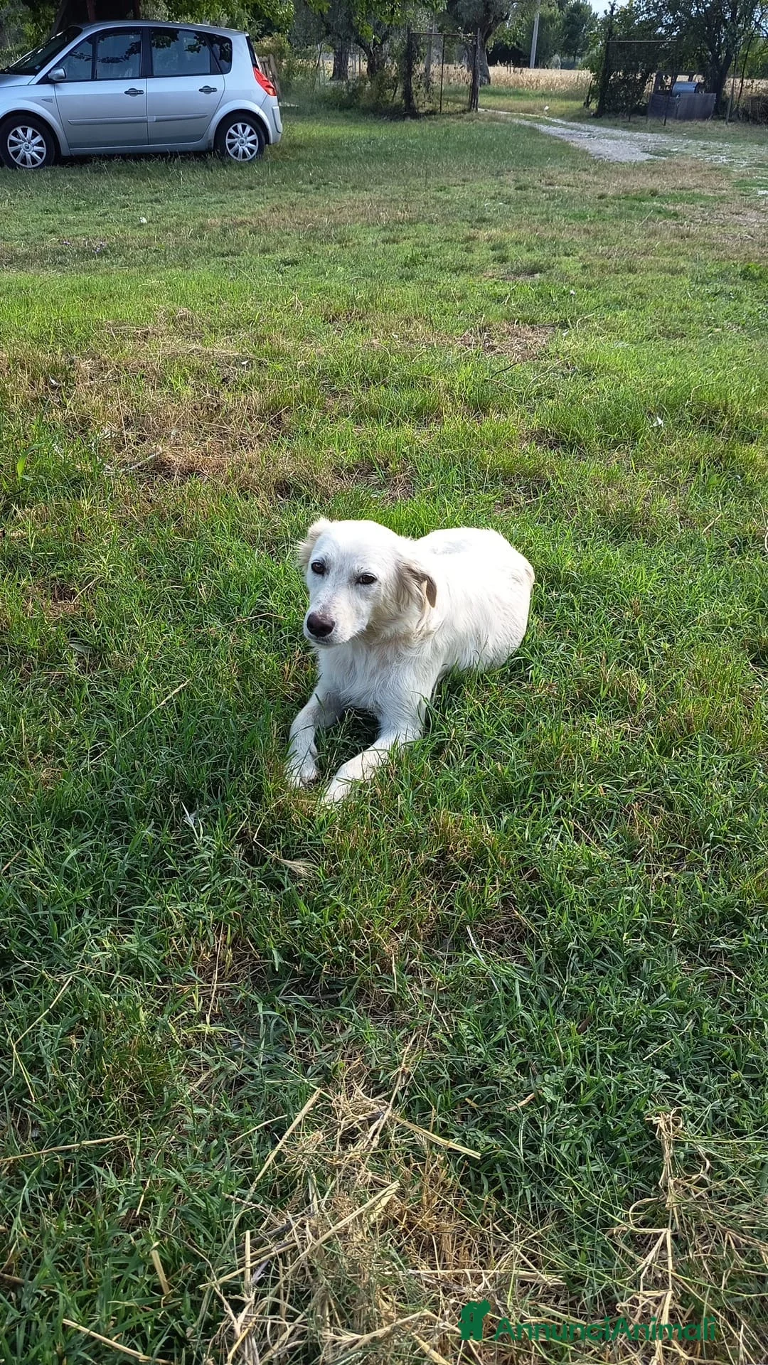 Meticcio cani in regalo: Cuccioli 2 mesi taglie medie - Annuncio 2