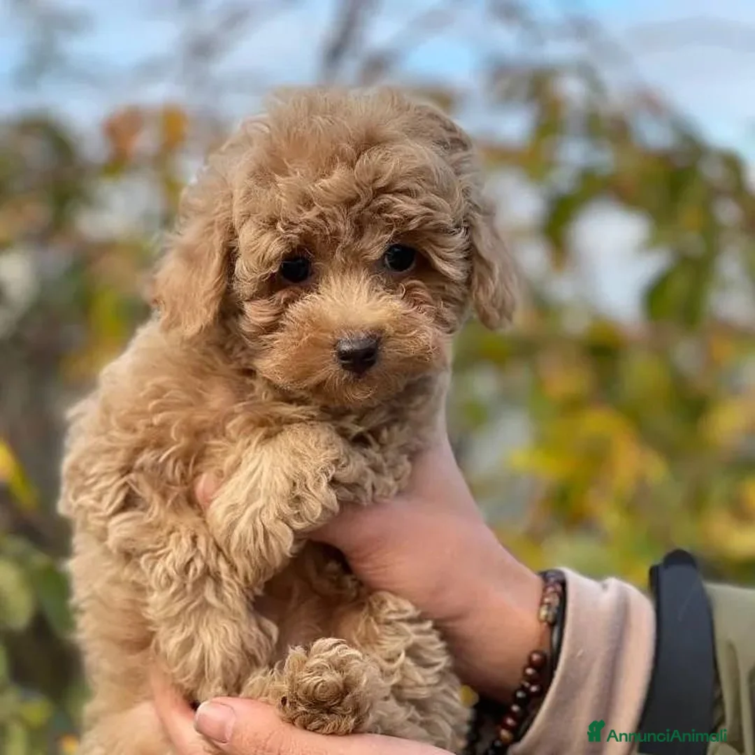 Barboncino cani in vendita: Splendidi cuccioli di Barboncino a Città Metropolitana di Torino - Annuncio 5