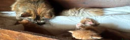 Maine Coon gatti in vendita: Maine coon cuccioli (Austin X Bastet) - Annuncio 3