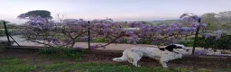 Meticcio cani in regalo: adozione di Argo a Città metropolitana di Roma Capitale - Annuncio 12