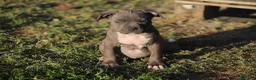 Pitbull cani in vendita: Pit Bull con pedigree anche a rate  - Annuncio 11