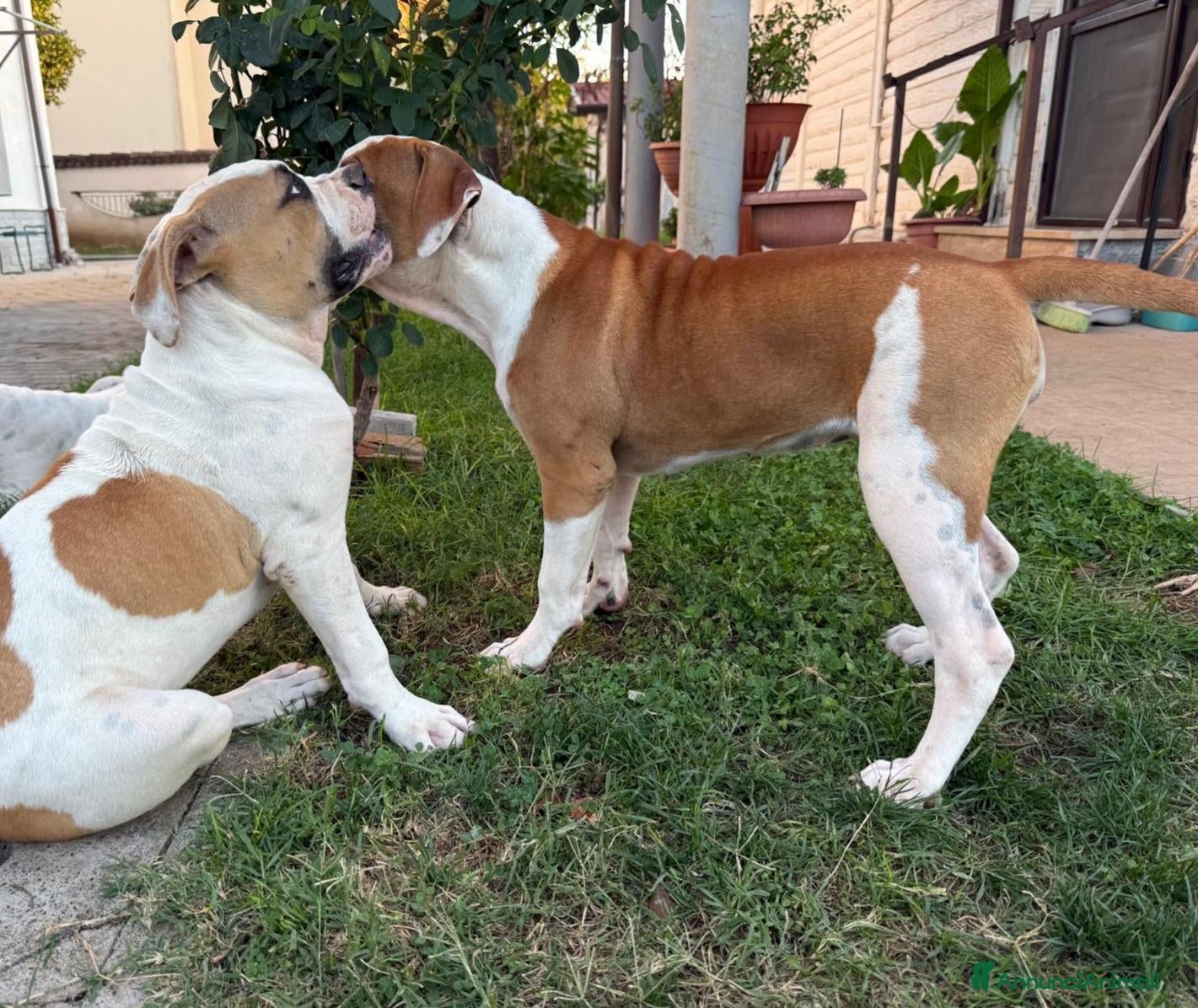 Bulldog cani Cucciolo American bulldog  - Annuncio 1
