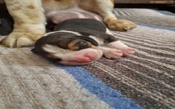 Beagle cani in vendita: cuccioli di Beagle - Immagine 1