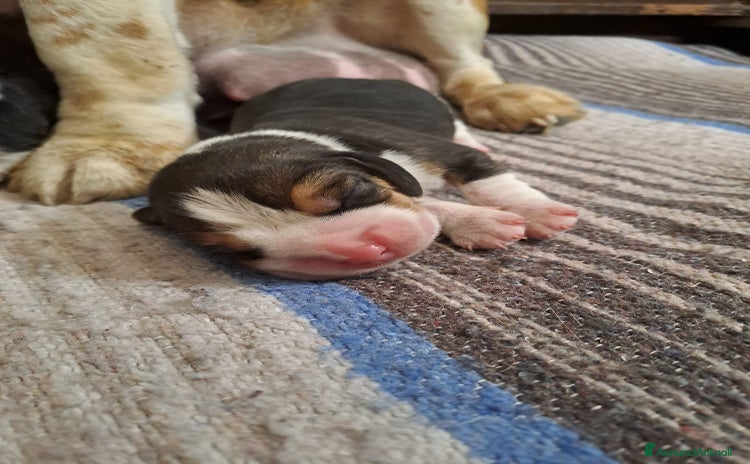 Beagle cani - Annuncio 3