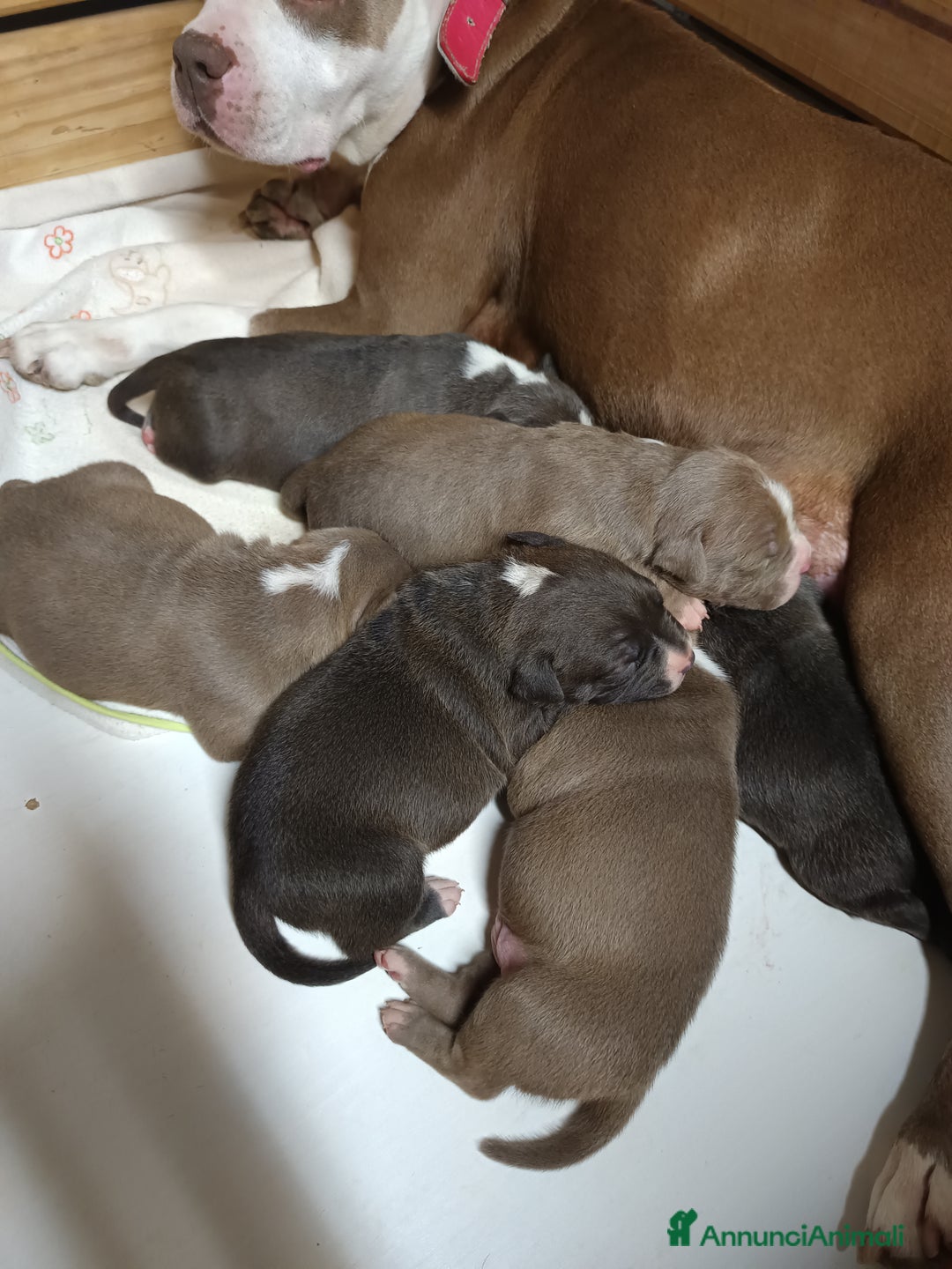 American Staffordshire cani in vendita: Cuccioli disponibili - Alta genealogia - Annuncio 2