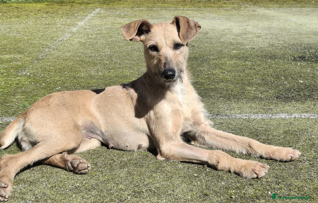 Meticcio cani in regalo: Eloise 2 anni Taglia media piccola  - Annuncio 1