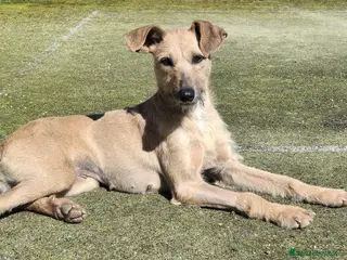 Meticcio cani Eloise 2 anni Taglia media piccola - Annuncio 1