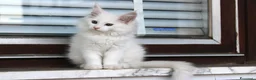 Maine Coon gatti in vendita: Maine Coon femmina  - Annuncio 7