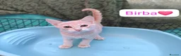 Meticcio gatti in regalo: Gattini adorabili in cerca di casa  a Città metropolitana di Milano - Annuncio 3