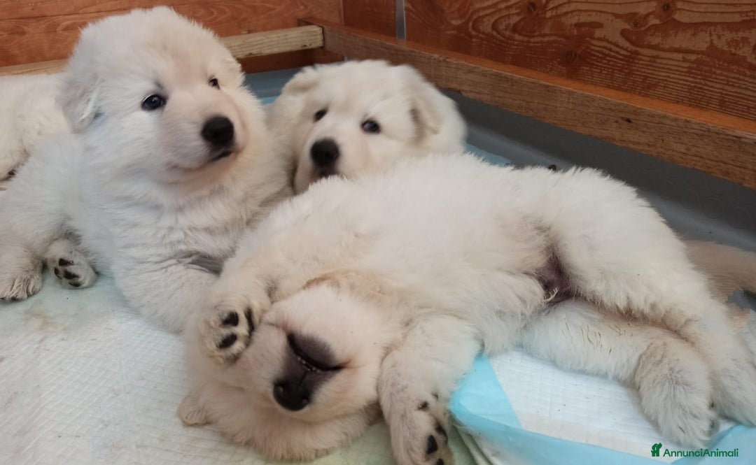 Pastore Svizzero cani in vendita: Ultimo cucciolo pelo lungo - Annuncio 12