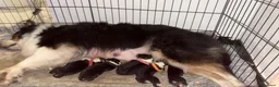 Australian Shepherd cani in vendita: Cuccioli di australian Sheperd  - Annuncio 4