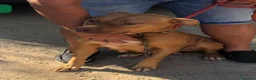 Pitbull cani in regalo: Pitbull Red N.femmina 2anniSUPER URGENTE!LUINO VA - Annuncio 4